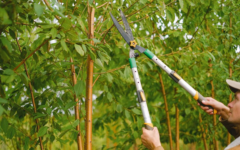 Tree trimming in Hoonah, AK